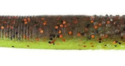 Z Man Finesse TRD (The Real Deal) 8 Pack Baits 27 Z Man Finesse TRD (The Real Deal) 8 Pack Baits