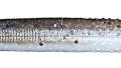 Z Man Finesse TRD (The Real Deal) 8 Pack Baits 41 Z Man Finesse TRD (The Real Deal) 8 Pack Baits