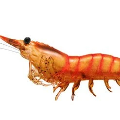 Baits Livetarget Rigged Shrimp 100 1/2 Oz. 4 Pack 17 Baits Livetarget Rigged Shrimp 100 1/2 Oz. 4 Pack