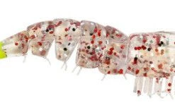 Baits Z Man Ez Shrimpz 3.5