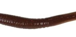 Berkley Gulp! Killer Crawler 3 Inch 10 Pack Baits