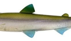 Baits Westin HypoTeez ST Soft Paddle Tail Swimbait